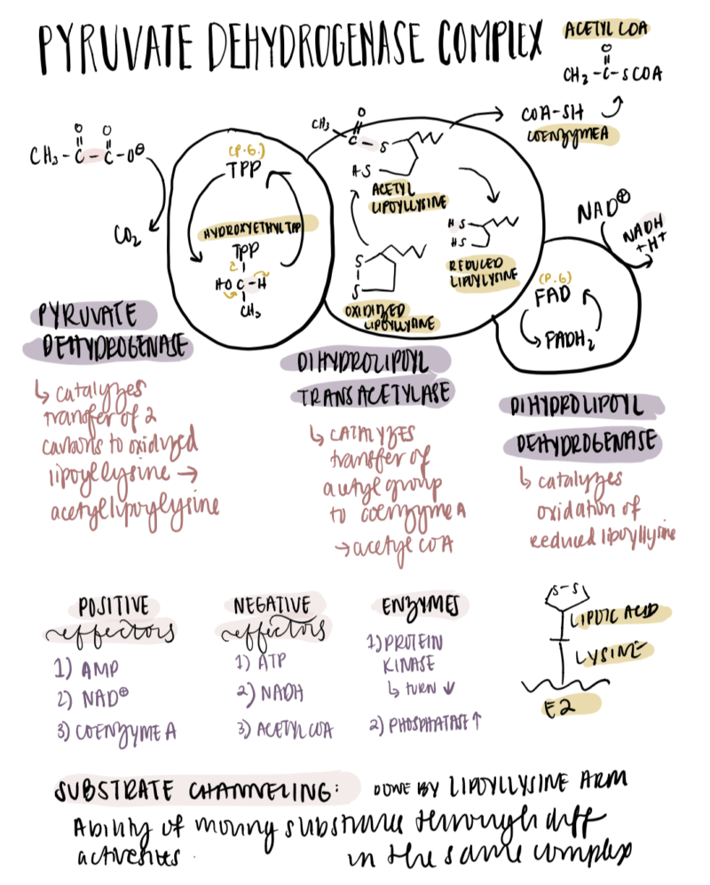 5 Extremely Helpful Tips for Studying Biochemistry (Includes Free ...